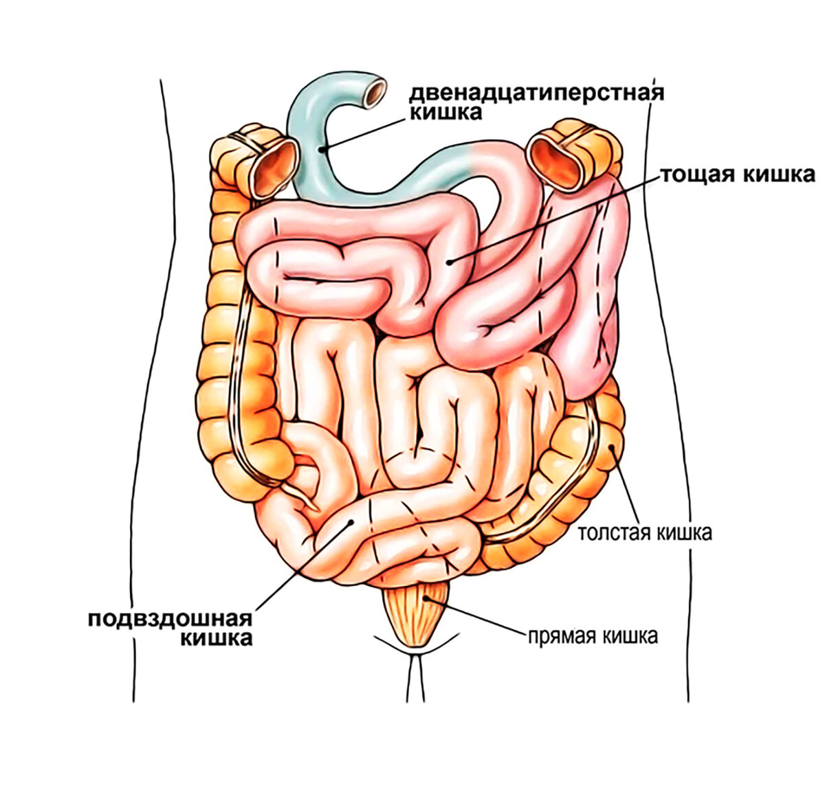 Тонкая кишка рисунок