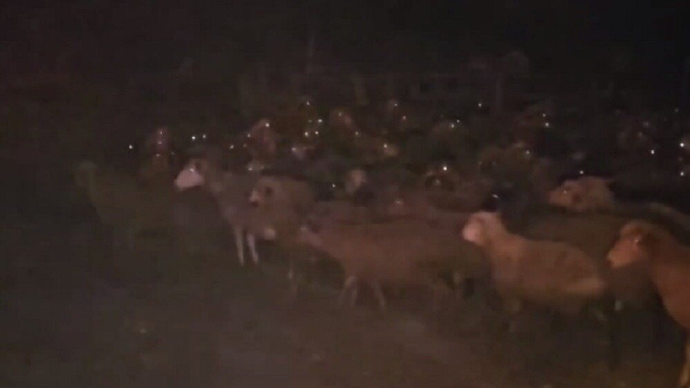     Около 500 баранов спасли из огня в селе Ясное в Приморье. Там загорелось три хозяйственных постройки и частично — один из ангаров для рогатого скота.