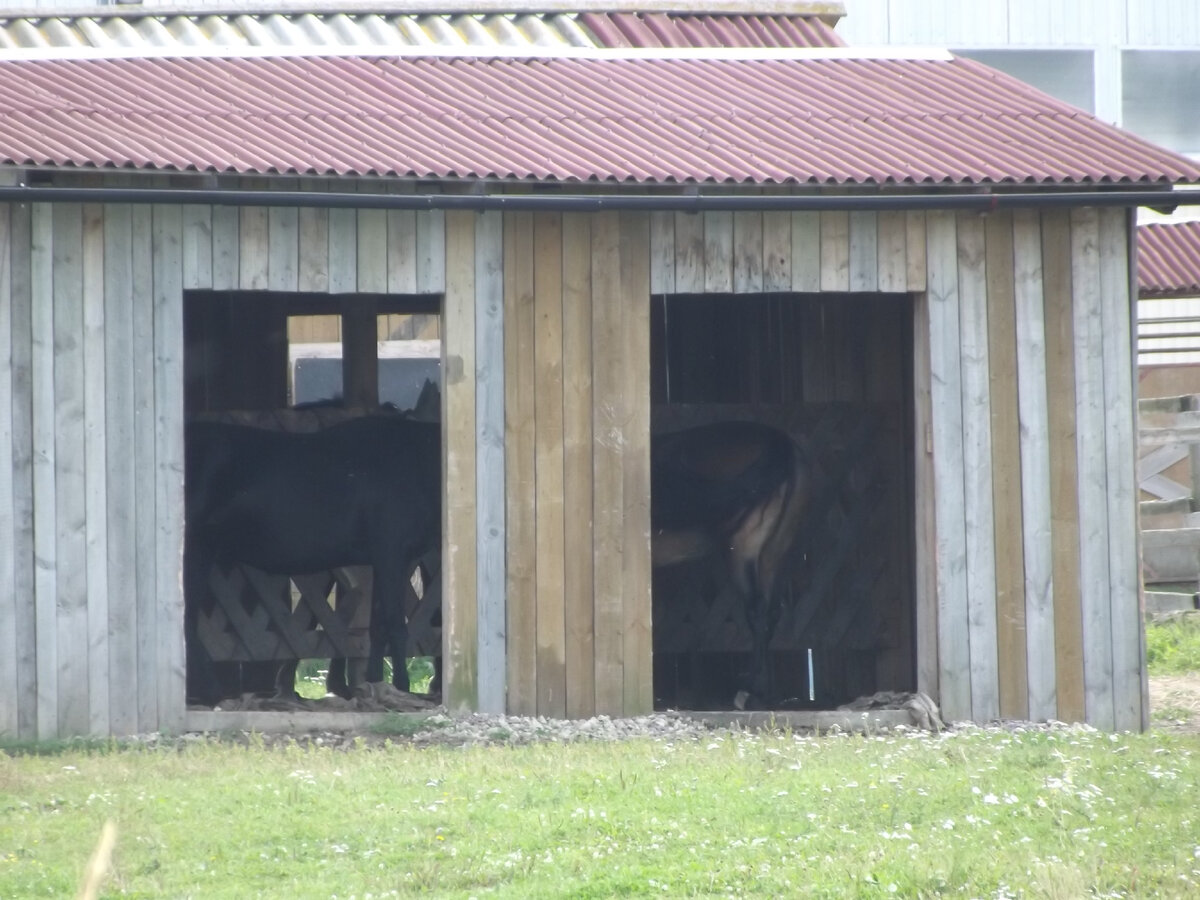 Этот шелтер имеет четыре выхода, разделен перегородкой. Там могли помещаться до  шести лошадей с двух сторон, по три с каждой. И еще пара прятали голову в проходы, если совсем неприятно хлестал дождь. КСК Дар