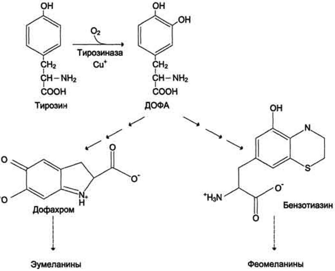Синтез тирозина. Схема синтеза меланина из тирозина. Синтез меланина из тирозина. Схема синтеза меланина биохимия. Синтех мелатонина из тирозина.