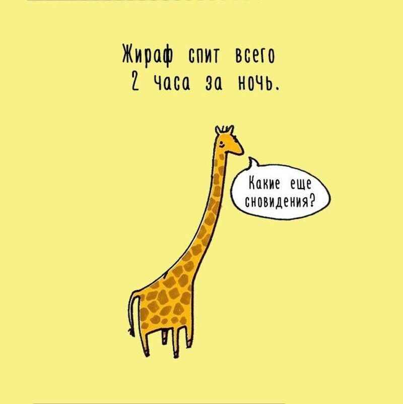 Факты о жирафе. 