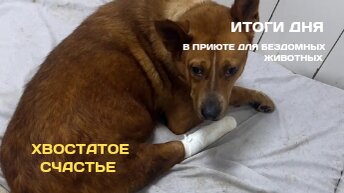 ИТОГИ ДНЯ в приюте для бездомных животных Хвостатое Счастье 🐶