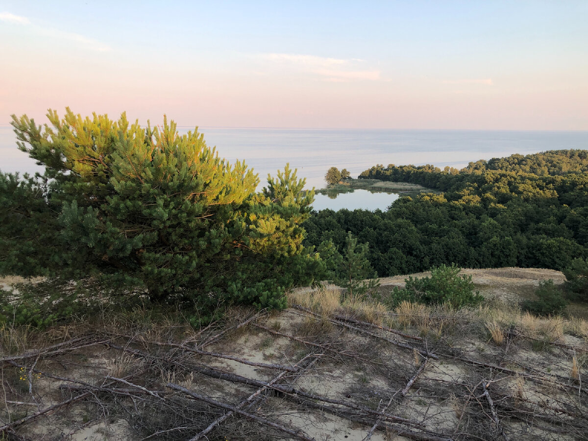 Вид на Куршский залив и зеро Лебедь. На переднем плане фашины.