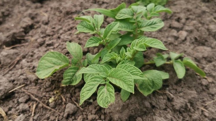    Фитофтороз картофеля с глобальным потеплением карабкается выше в горы Перу