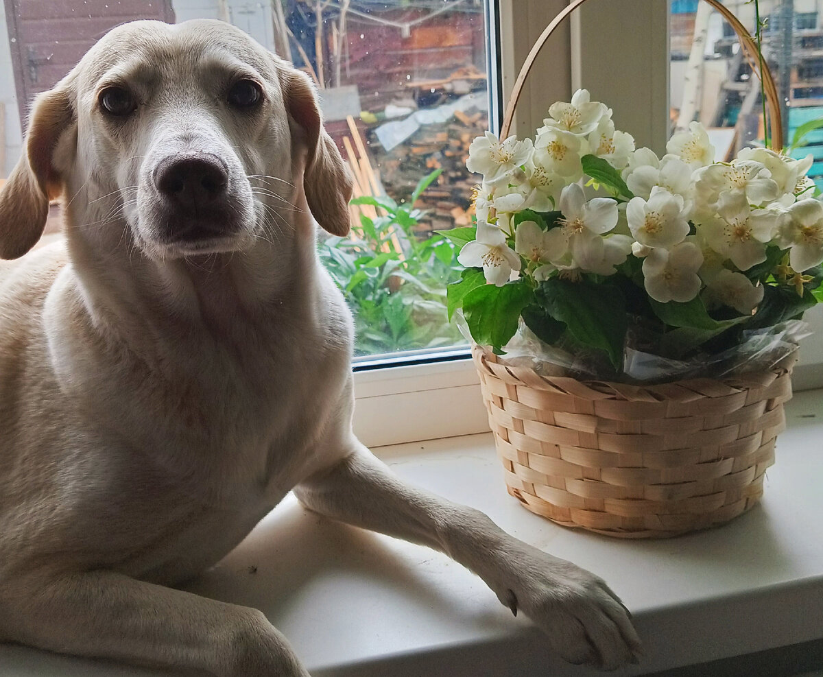 "Ы-ы-ы! Мать меня использует!"