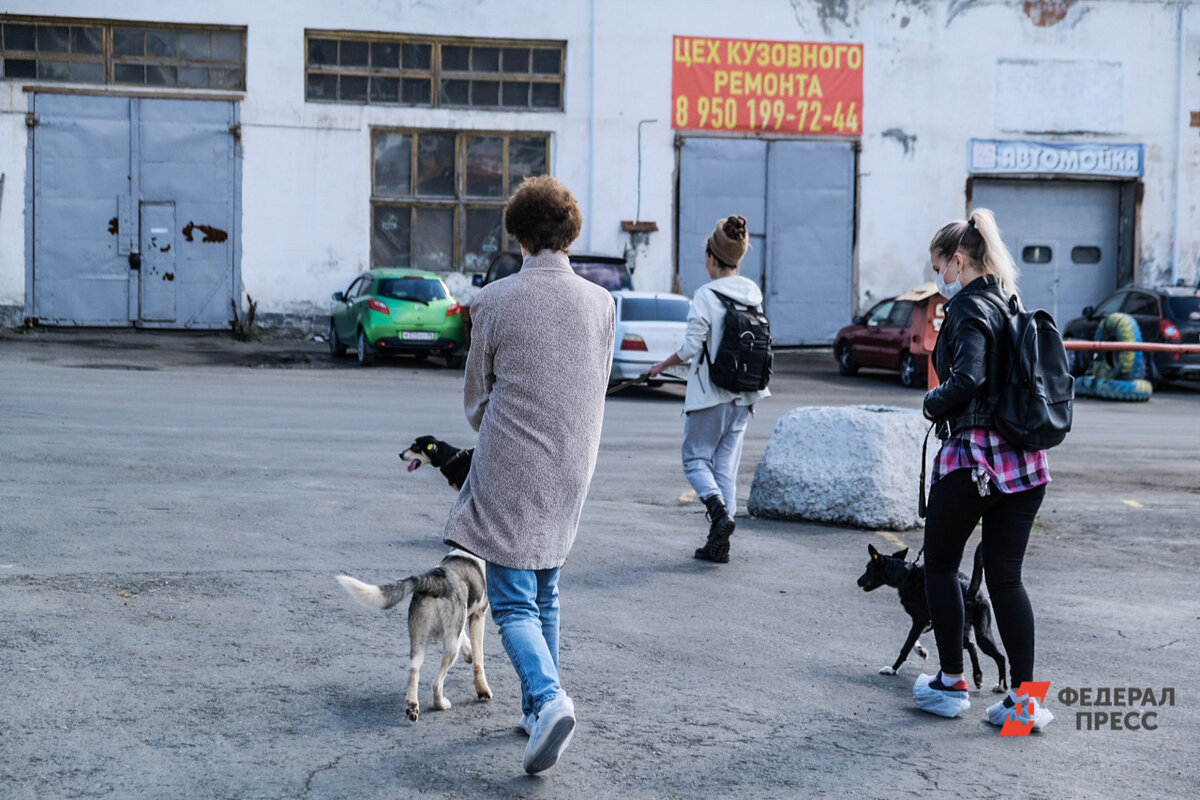 Волонтеры считают, что бездомных собак будет меньше только после введения штрафов.  Фото: ФедералПресс / Полина Зиновьева