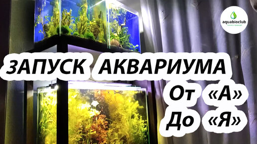 Запуск аквариума от 