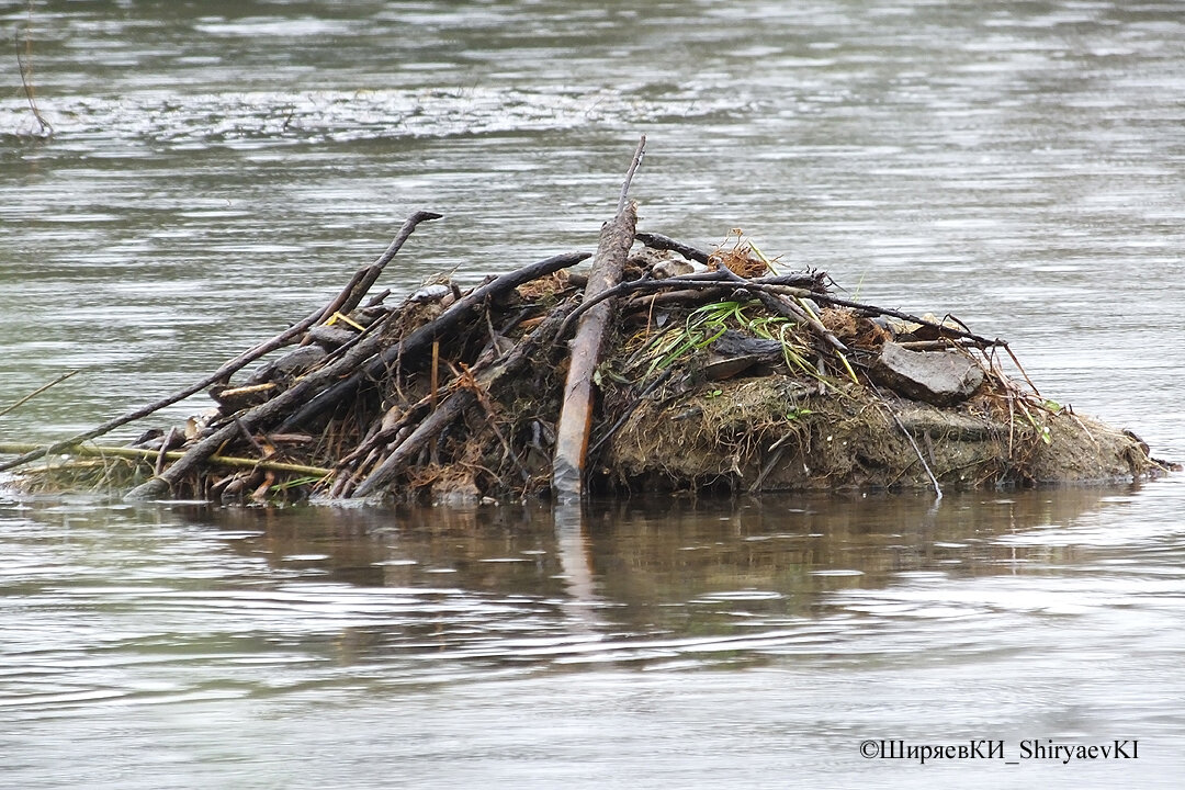 Сцена для моделей впереди. Вероятно хата ондатры. Могу и ошибиться. 