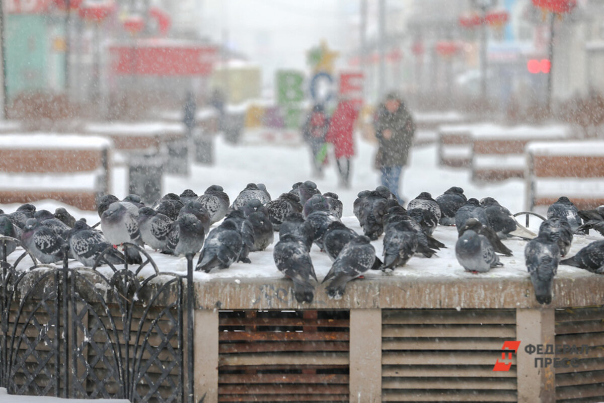 Похолодание придет в выходные дни.  Фото: ФедералПресс / Евгений Поторочин