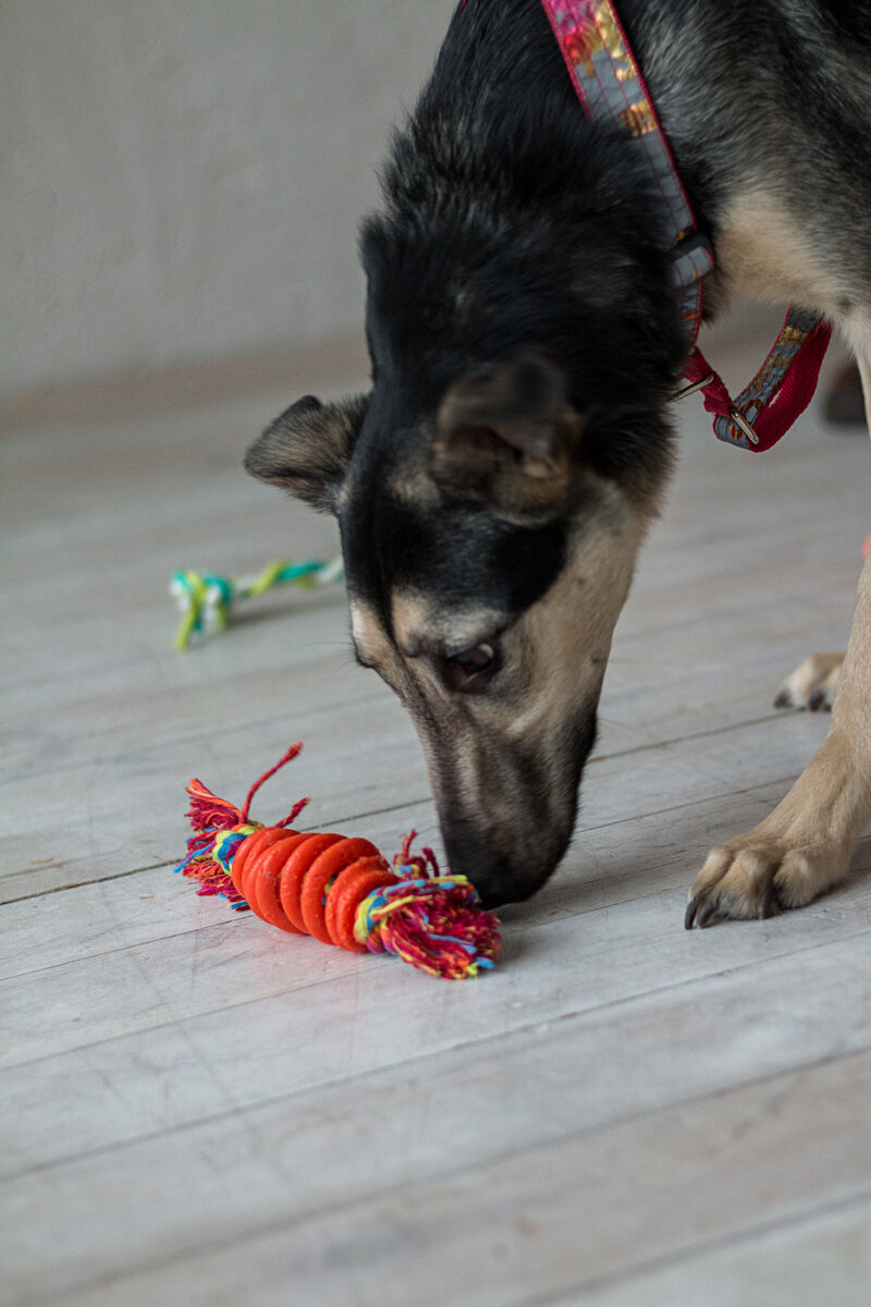 Современный гуманный подход в кинологии | WELLDOG Клуб благополучия собак |  Дзен