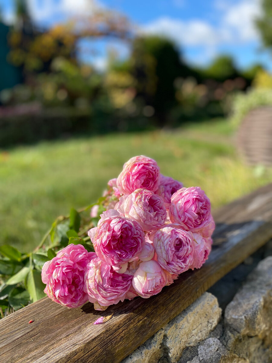 Розы осенью