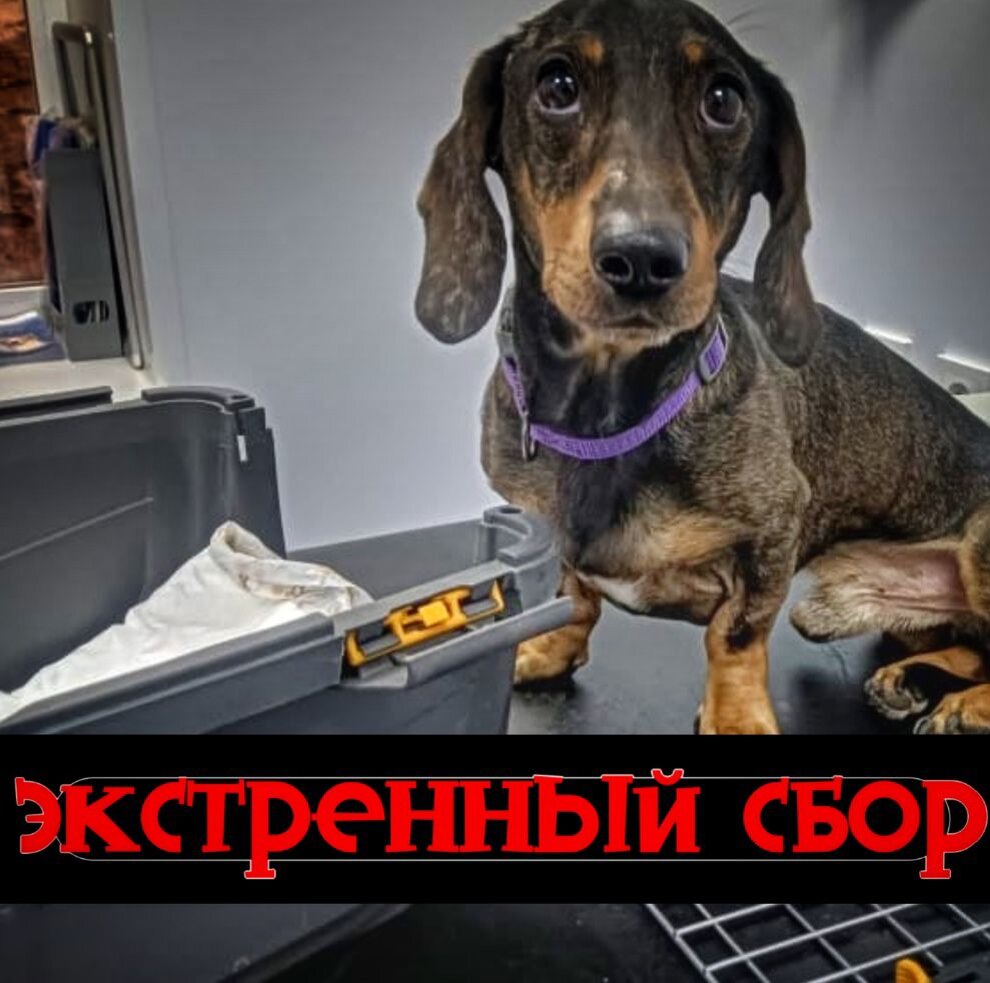 Гуманитарный сбор для сво. Сбор 31. Фитосбор алфит фитол-1 мастопатийный 120 г брикеты 60 шт. Сбор 31. Смеси лекарственные.