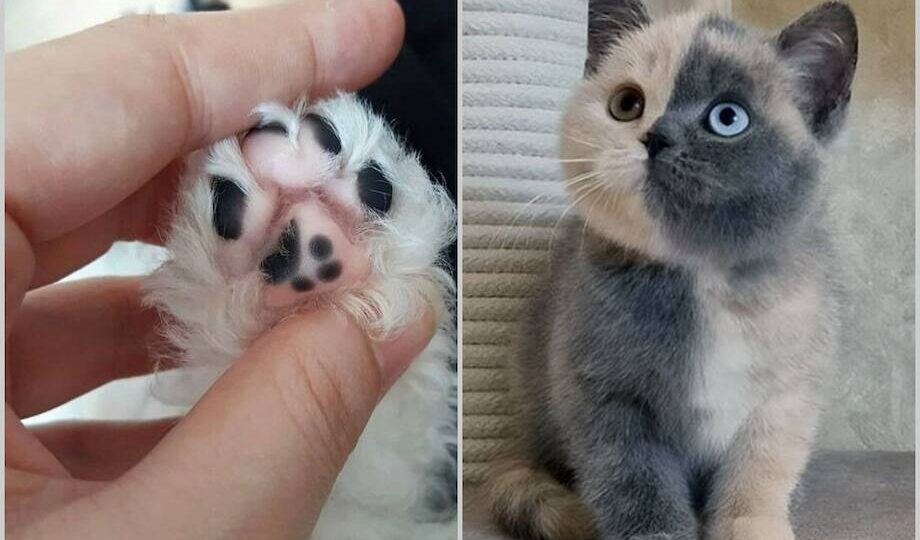 15 животных, у которых совершенно потрясающий окрас