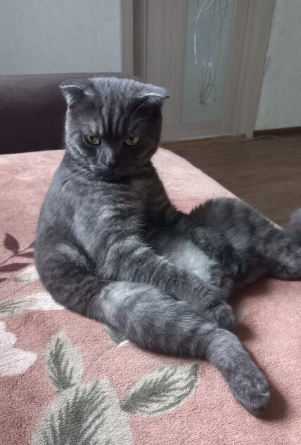 Шотландец Мейсон