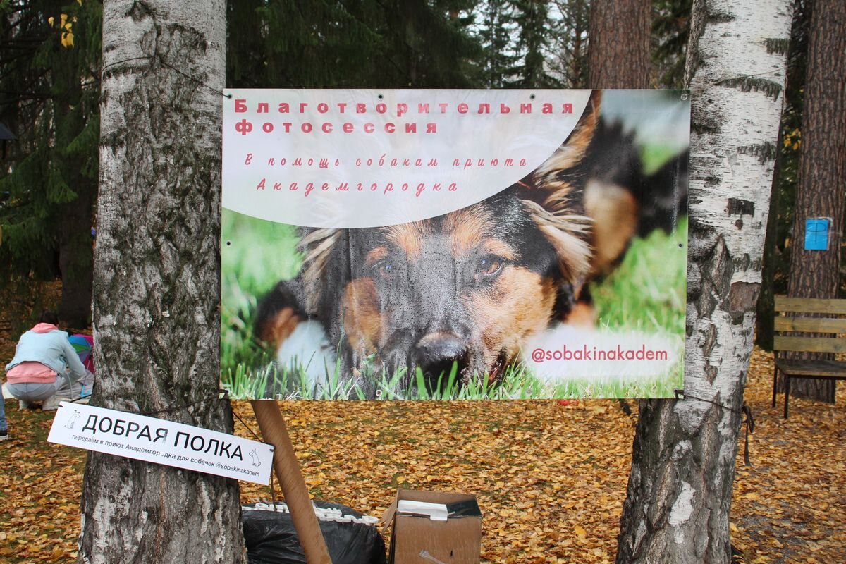 154 тысячи рублей для приюта Академгородка собрали на благотворительной  фотосессии | Бердск-Онлайн СМИ | Дзен