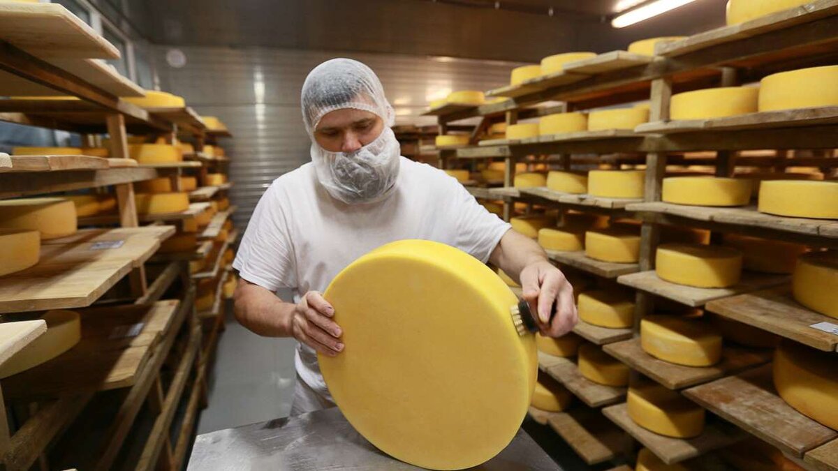    Санкции позволили увеличить число сыроделов в России