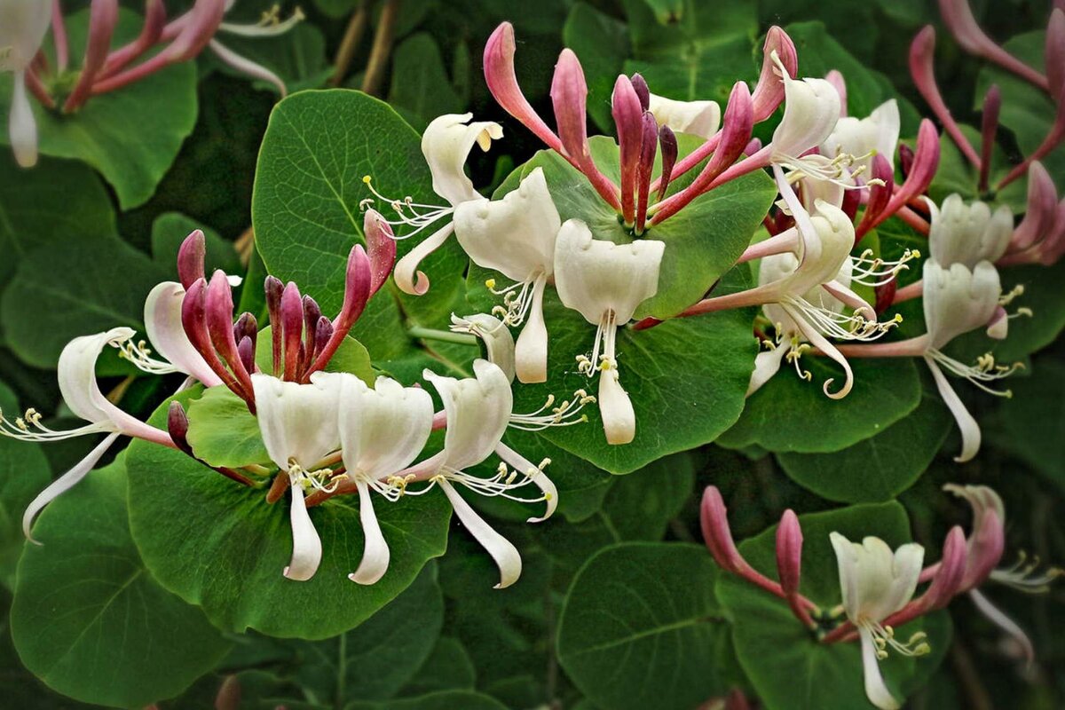     Декоративная жимолость: как и где посадить, как ухаживать и обрезать