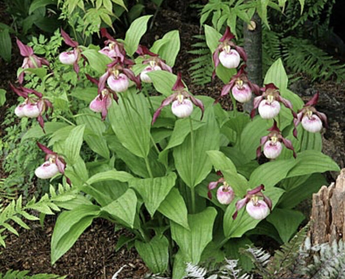 Венерин башмачок или cypripedium Gisella фото с сайта cypripedium.de