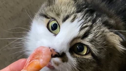 КУЗЯКА | Ой, дурак... 🦐 | Дзен