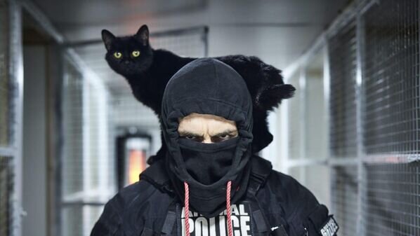 Спасенная от краш-фетешистов кошка. © Фото из личного архива Эльдара Хантимирова