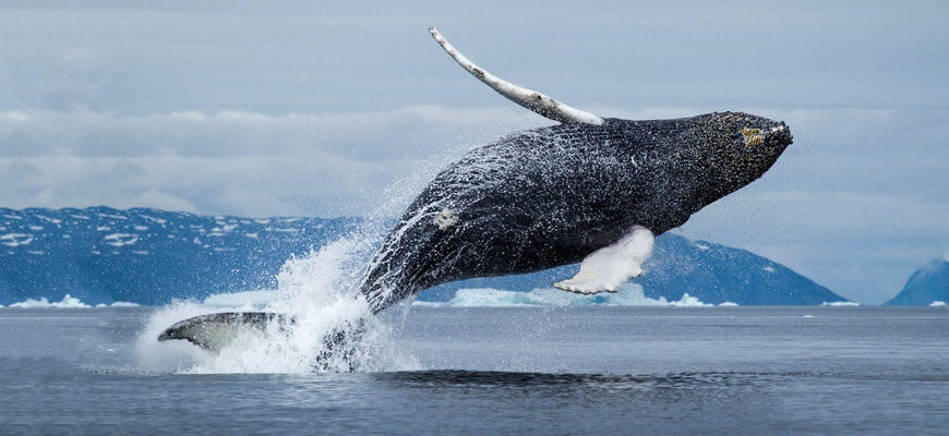Гренландский кит 