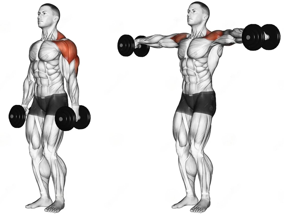 Махи гантелями в стороны стоя на плечи