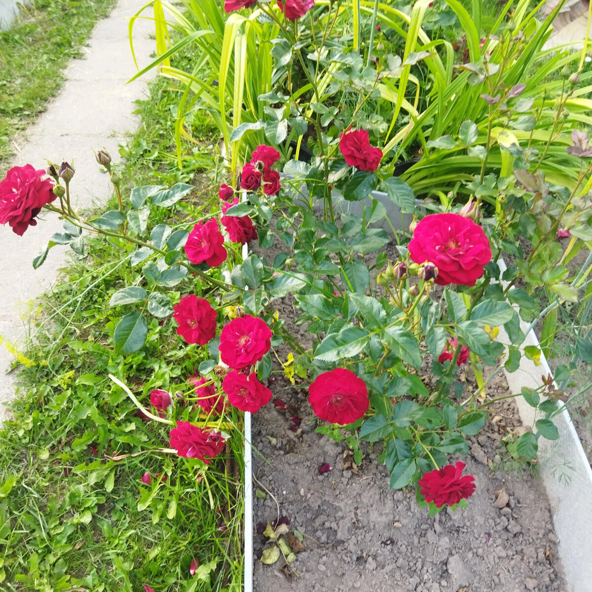 Розы серии "Holiday Island ® Roses" - идеальны для компактных садов и контейнеро
