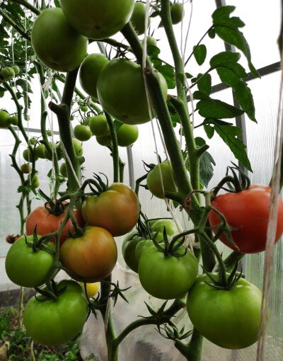 Томат Берберана F1