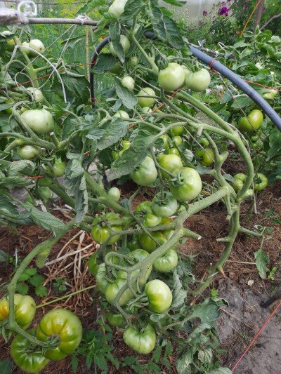 Томат Ранний 83. Многие старые советские сорта не подводят.