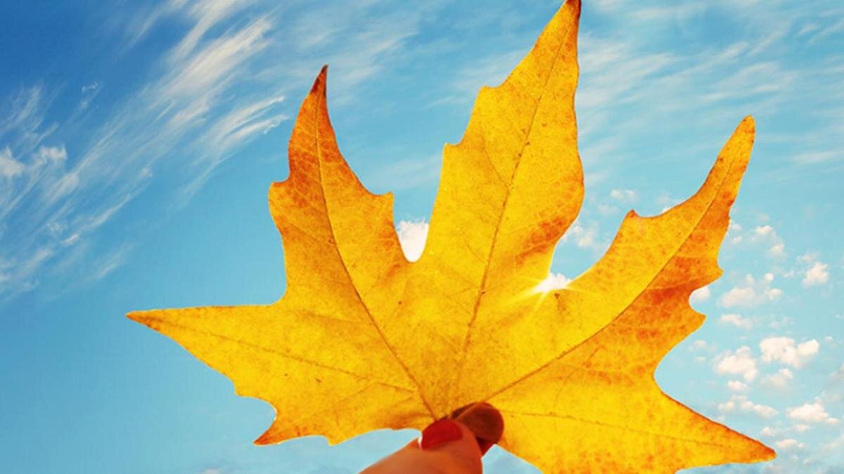    Желтый лист:Flickr/E.L.A