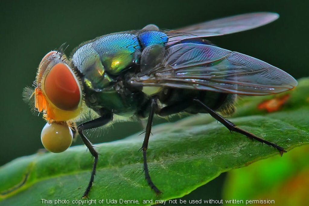     фото: Uda Dennie