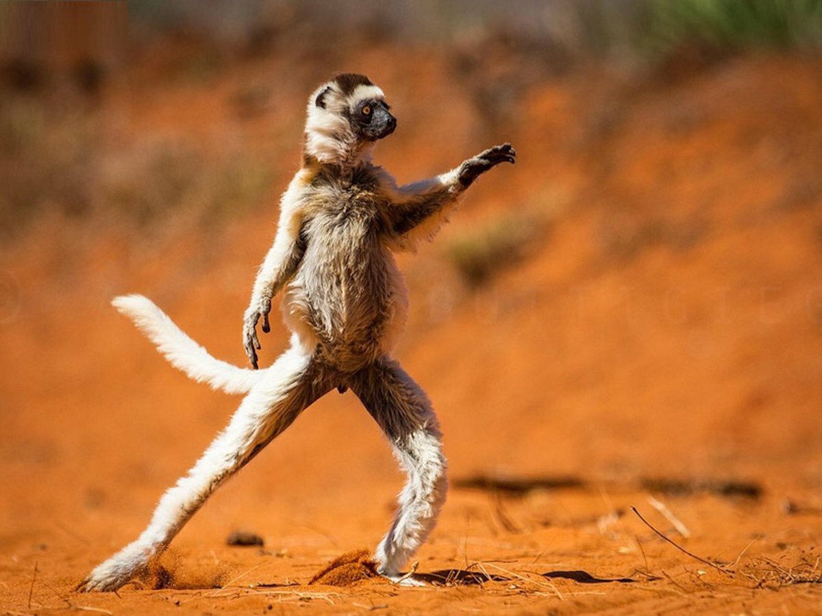 фото: https://yandex.ru/images/search?from=tabbar&text=яндекс%20картинки