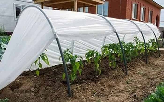 Чем отличается парник от теплицы, что лучше и в каких случаях