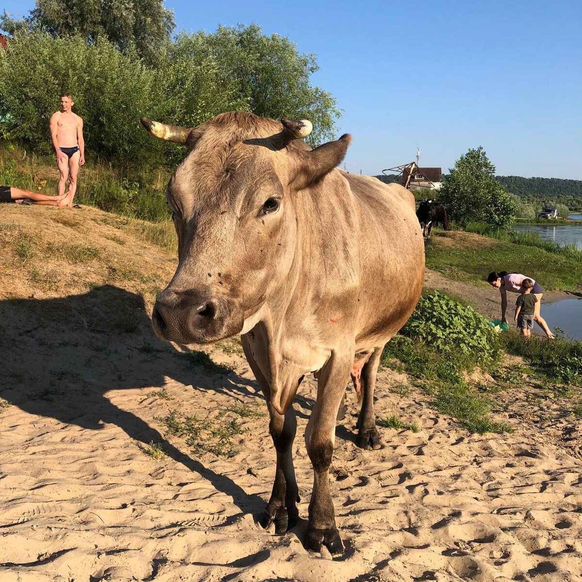 Пищевой пропиленгликоль для КРС | Алхимгрупп | Дзен