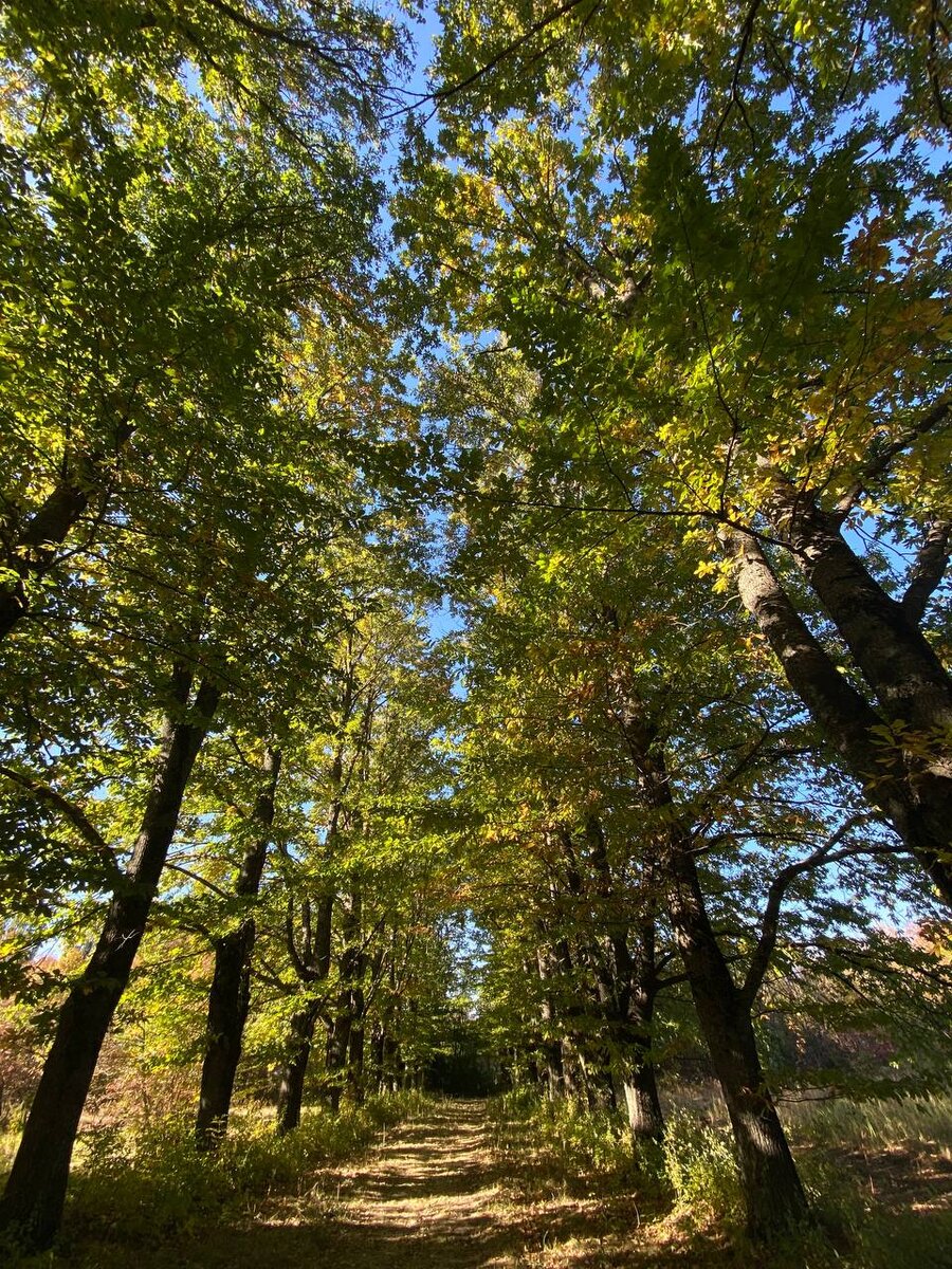 Тропинка в ботаническом саду Ставрополя