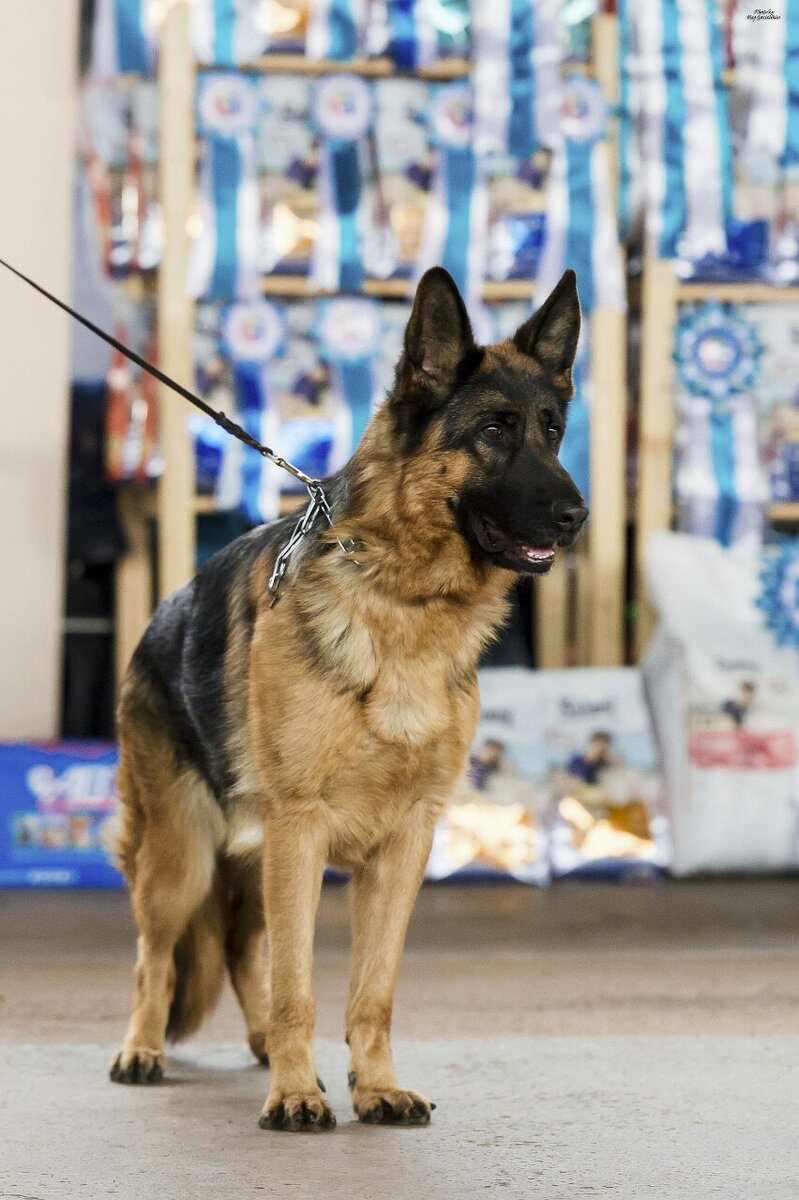 Отлично, Победитель класса, R.CAC, КЧФ РФЛС в открытом классе на Всероссийской выставке собак ранга ЧФ РФЛС в г. Краснодар 15.09.18г., эксперт - Бычкова Е.И. (г. Ставрополь)