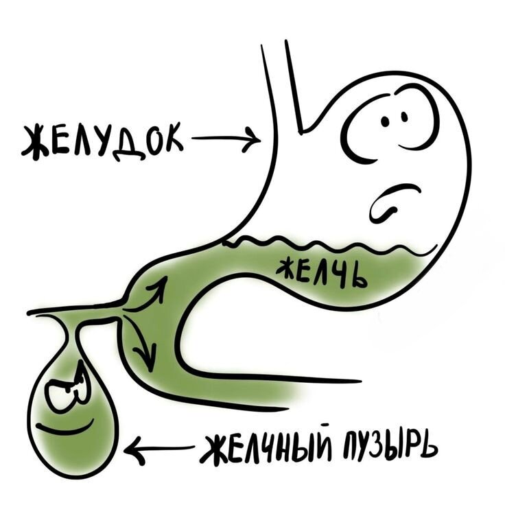 Дискинезия желчевыводящих путей: что это и как справиться с проблемой ...
