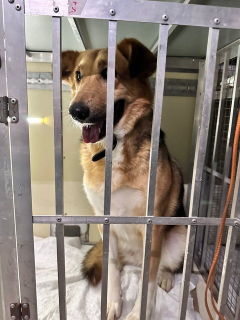 Фиона разместилась в долгий путь.