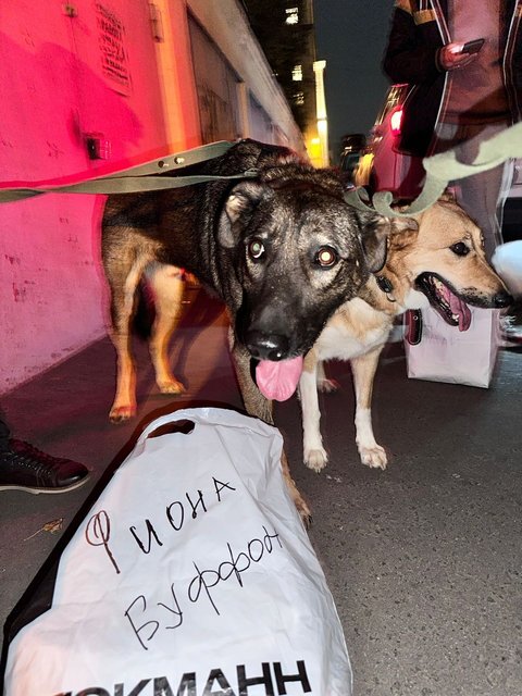 день отправка