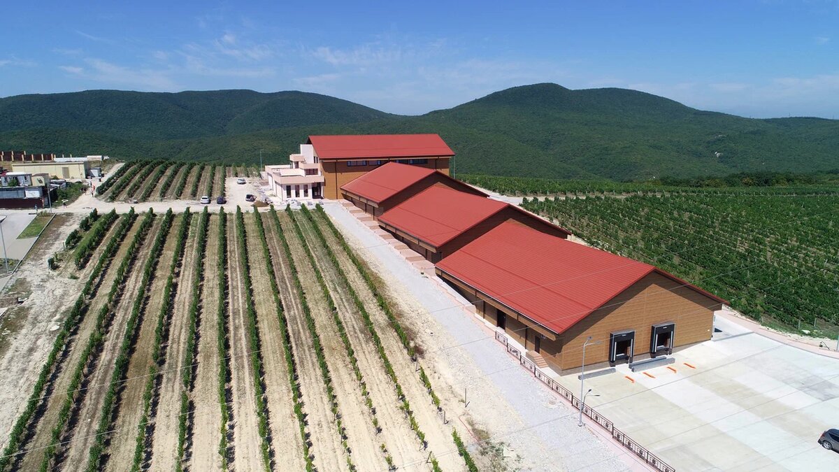 Chateau Pinot Источник: https://avatars.mds.yandex.net/get-altay/