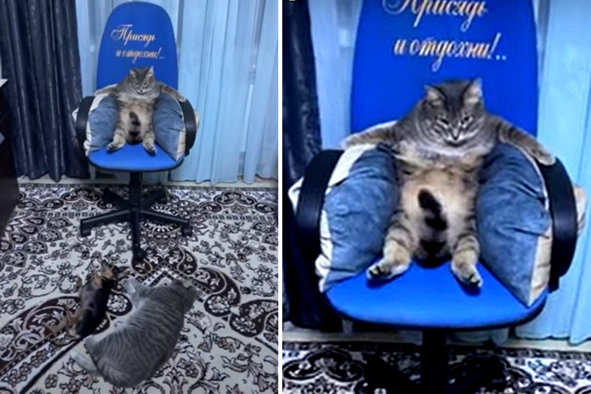 "Ты зовешь меня есть... но делаешь это без должного уважения😾 !" Источник: ru.sputnik.kz