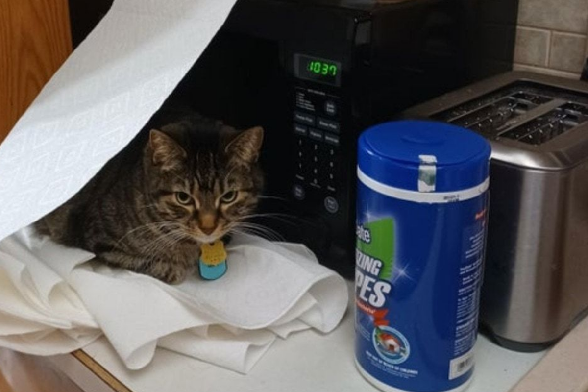 Котики дня 