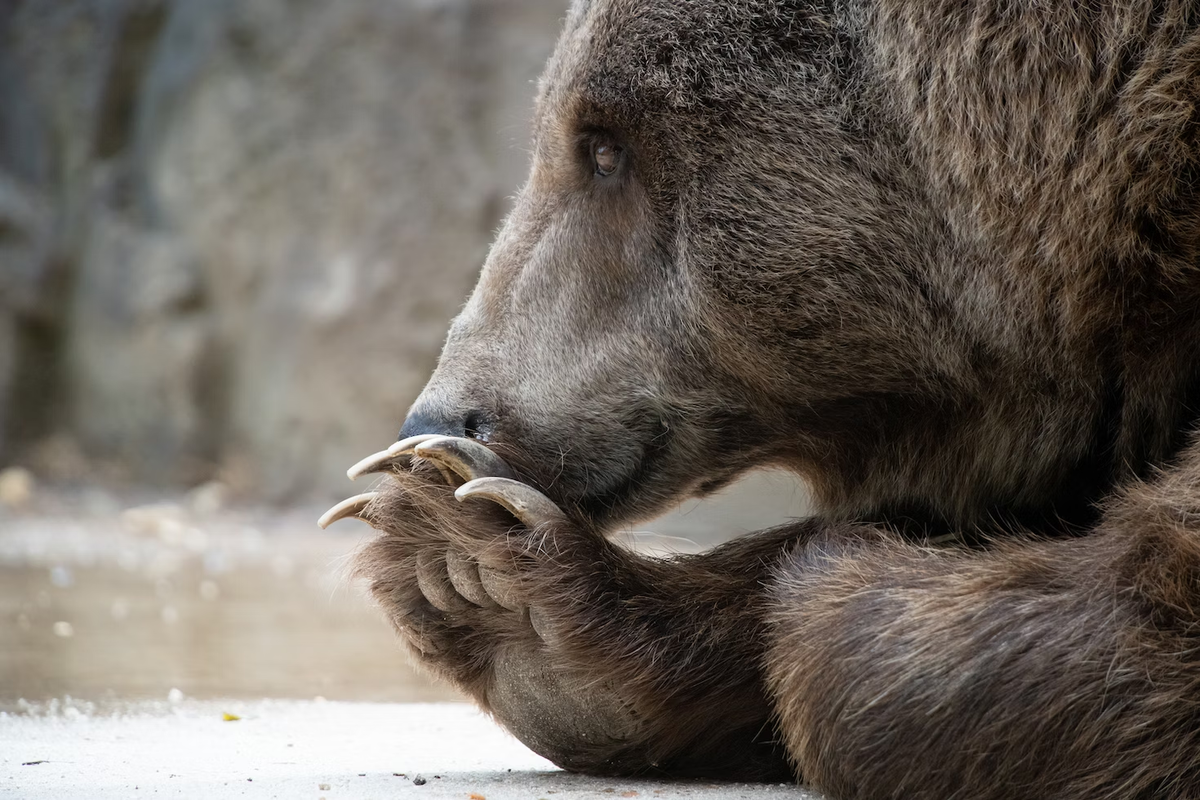 Dreaming bear. Иркутская область медведя с медвежатами. Медведь Курской области. Белый медведь в Иркутской.