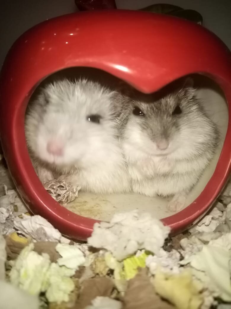 Милаша серенькая, а белый Хомиша (дедушка, с которым она жила)