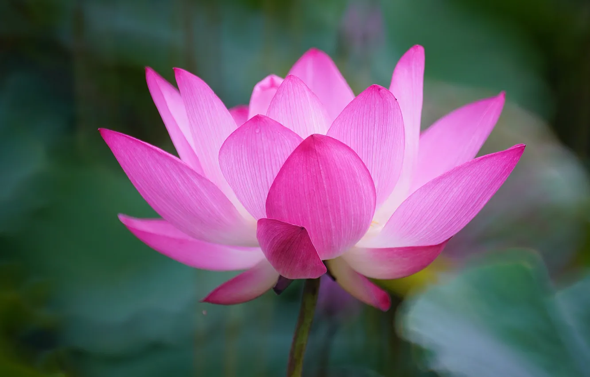 Картинка найдена на просторах интернета, ссылка: https://yandex.ru/images/search?from=tabbar&img_url=https%3A%2F%2Fvsegda-pomnim.com%2Fuploads%2Fposts%2F2022-04%2F1649770503_13-vsegda-pomnim-com-p-lotos-tsvetok-foto-16.jpg&lr=103814&p=32&pos=12&rpt=simage&text=%D1%8D%D0%BA%D0%B7%D0%BE%D1%82%D0%B8%D1%87%D0%B5%D1%81%D0%BA%D0%B8%D0%B5%20%D1%86%D0%B2%D0%B5%D1%82%D1%8B%20%D0%BA%D1%80%D1%83%D0%BF%D0%BD%D1%8B%D0%BC%20%D0%BF%D0%BB%D0%B0%D0%BD%D0%BE%D0%BC%20%D1%84%D0%BE%D1%82%D0%BE