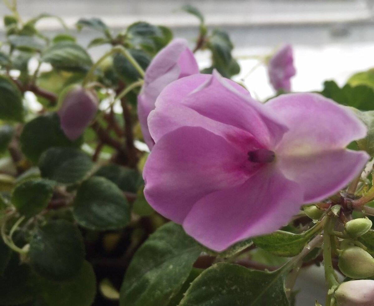 На фото видны белые точки на листиках