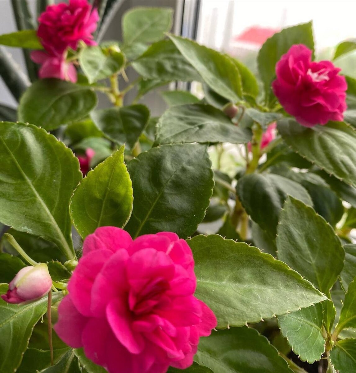 Любимый розовый махровый кустик