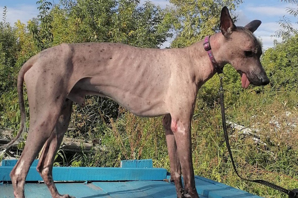    Бывшие хозяева бросили истощенную собаку у приюта и скрылись. Фото: Предоставлено приютом для животных «Созвездие Сибирских Псов»