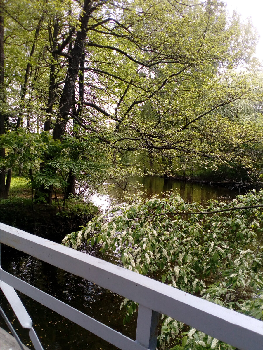 Петербург. Елагин остров. Из личного архива 