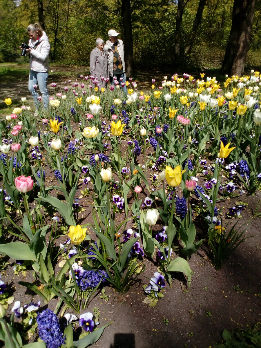 Там же. Просто тюльпаны